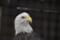 The Bald Eagle (Haliaeetus leucocephalus) portrait