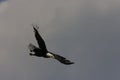 Bald Eagle,Yellowstone NP, USA Royalty Free Stock Photo