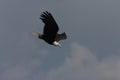 Bald Eagle,Yellowstone NP, USA Royalty Free Stock Photo