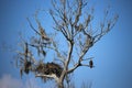 Bald Eagle with Young In Nest