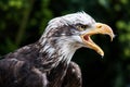 Bald Eagle Royalty Free Stock Photo