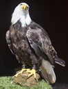 Bald eagle Royalty Free Stock Photo