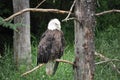 Bald eagle at Zoo St-Felicien, Quebe, Canada Royalty Free Stock Photo