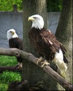 Bald Eagles Royalty Free Stock Photo