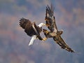 Bald Eagles Battle in flight for fish Royalty Free Stock Photo