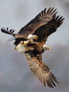 Bald Eagles Battle in flight for fish Royalty Free Stock Photo