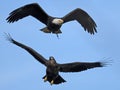 Bald Eagles Battle in flight for fish Royalty Free Stock Photo