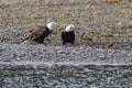 Bald Eagles on the Beach Royalty Free Stock Photo