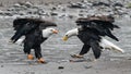 Mature bald eagles dancing on river edge Royalty Free Stock Photo