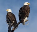 Bald Eagles enjoying sunrise together