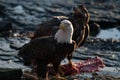 Bald eagles feeding on deer carcass