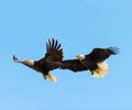 Bald Eagles in flight Royalty Free Stock Photo