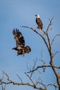 Bald Eagles flying and resting