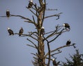 Bald Eagles gather in a tree