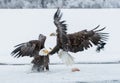 Bald Eagles (HALIAEETUS LEUCOCEPHALUS) fighting Royalty Free Stock Photo