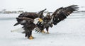 Bald Eagles (HALIAEETUS LEUCOCEPHALUS) fighting Royalty Free Stock Photo