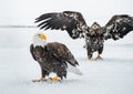 Bald Eagles (HALIAEETUS LEUCOCEPHALUS) fighting Royalty Free Stock Photo