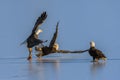 Bald Eagles Haliaeetus leucocephalus fighting for salmon on the frozen part of Fraser River Royalty Free Stock Photo