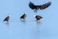 Bald Eagles Haliaeetus leucocephalus fighting for salmon on th Royalty Free Stock Photo