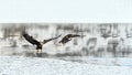 Bald Eagles Haliaeetus leucocephalus fighting for salmon on th Royalty Free Stock Photo