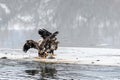 Bald Eagles Haliaeetus leucocephalus fighting for salmon on th Royalty Free Stock Photo