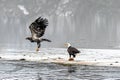 Bald Eagles Haliaeetus leucocephalus fighting for salmon on th Royalty Free Stock Photo