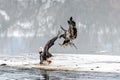 Bald Eagles Haliaeetus leucocephalus fighting for salmon on th Royalty Free Stock Photo