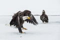 Bald Eagles HALIAEETUS LEUCOCEPHALUS Royalty Free Stock Photo