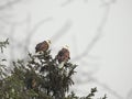 Bald Eagle pair land on distant pine tree top in early winter