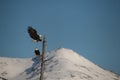 Bald eagles landing on tree alaska