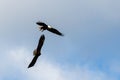 Bald eagles in mid-flight fight in coastal Alaska USA