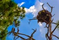 A Bald Eagles Nest at the Lemon Bay Aquatic Reserve in Cedar Point Environmental Park, Sarasota County Florida Royalty Free Stock Photo