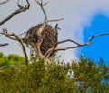 Bald Eagles Nest at the Lemon Bay Aquatic Reserve in the Cedar Point Environmental Park, Sarasota County, Florida Royalty Free Stock Photo