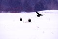 Bald Eagles and Raven 27319