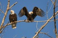 Bald Eagles rest on tree