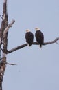 Balk Eagles, Madison River, Montana Royalty Free Stock Photo