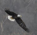 Bald Eagle Soaring Through Snow Royalty Free Stock Photo