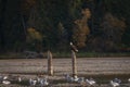 Bald Eagles Working the Salmon Spawning Grounds on the Harrison River. Royalty Free Stock Photo