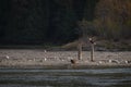Bald Eagles Working the Salmon Spawning Grounds on the Harrison River. Royalty Free Stock Photo