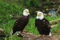 Bald Eagles Royalty Free Stock Photo