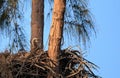 Bald eaglet Haliaeetus leucocephalus in a nest on Marco Island