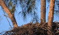 Bald eaglet Haliaeetus leucocephalus in a nest on Marco Island