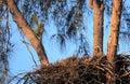 Bald eaglet Haliaeetus leucocephalus in a nest on Marco Island