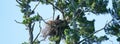 Bald Eaglet & Mom