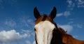 Bald face horse with sky background