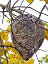 Bald Face Yellowjacket Hornet nest in Autumn tree