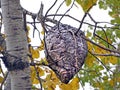 Bald Face Yellowjacket Wasp nest in Autumn tree