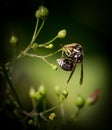 Bald-Faced Hornet, dolichovespula maculata is actually a wasp Royalty Free Stock Photo