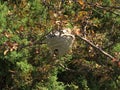 Bald Faced Hornet Dolichovespula Maculata Nest In Tree Royalty Free Stock Photo