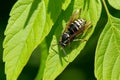 Parasitic Aerial Yellowjacket - Dolichovespula arctica